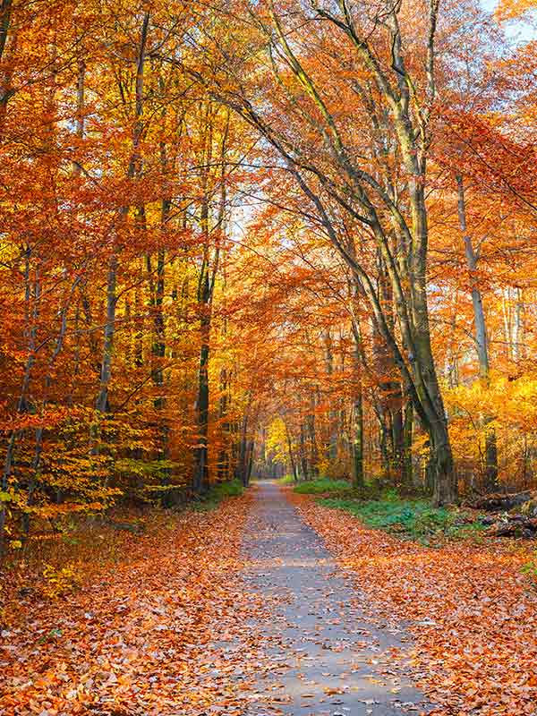 a forest path surrounded by autumn leaves
